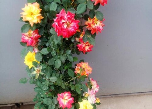 藤彩虹是藤本还是灌木