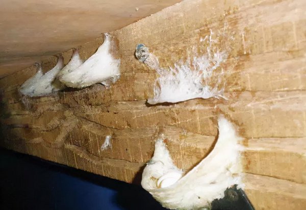 燕窝是什么燕子产出来的