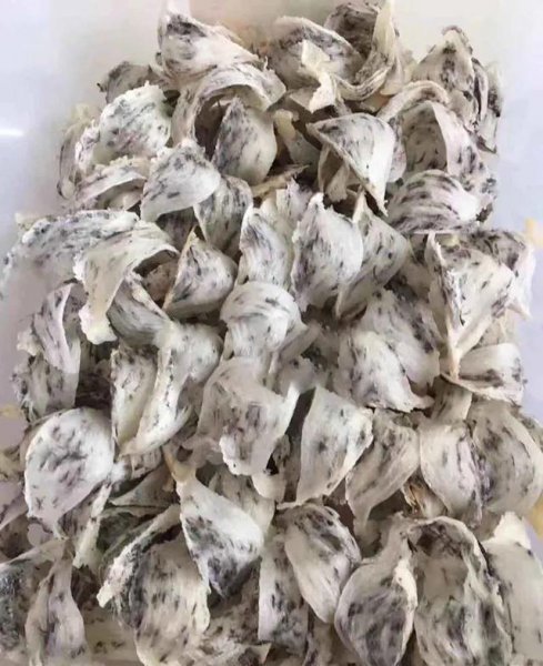 燕窝是什么燕子产出来的