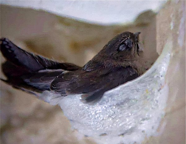 燕窝是什么燕子产出来的