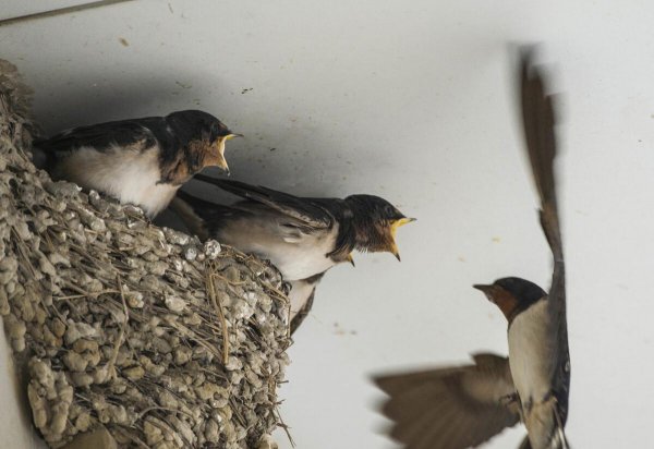 燕窝是什么燕子产出来的