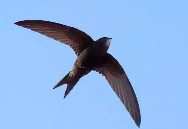 燕窝是什么燕子产出来的