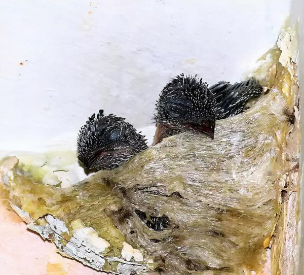 燕窝是什么燕子产出来的