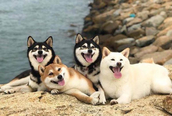 适合女生上班族养的狗