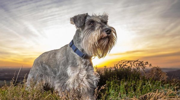 适合女生上班族养的狗