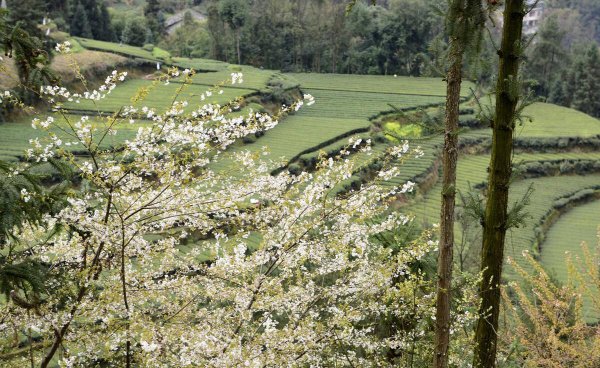 一个祖坟管几代人
