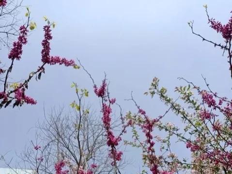 一个祖坟管几代人