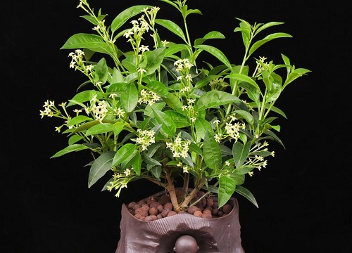 夜来香一年开几次花