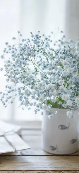 送满天星代表什么意思