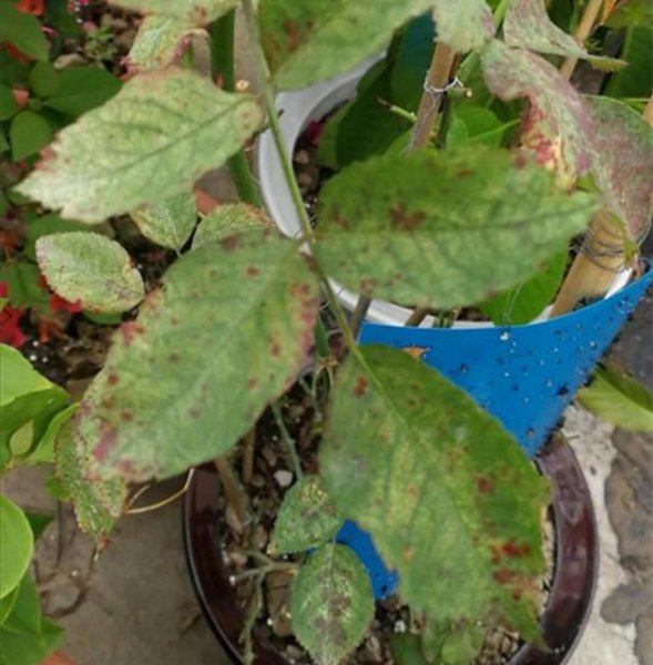 月季病虫害防治与用药方法