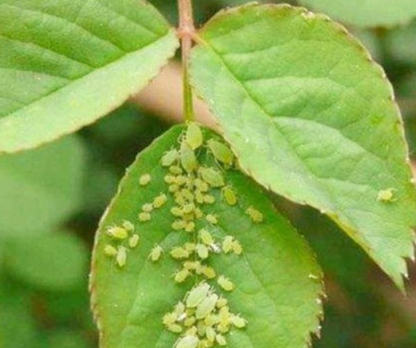 月季病虫害防治与用药方法