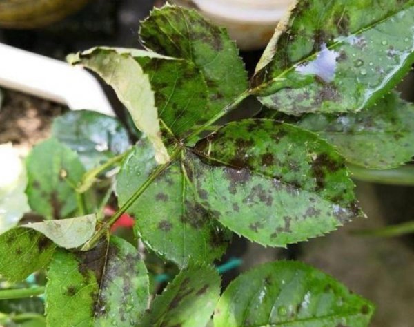 月季病虫害防治与用药方法