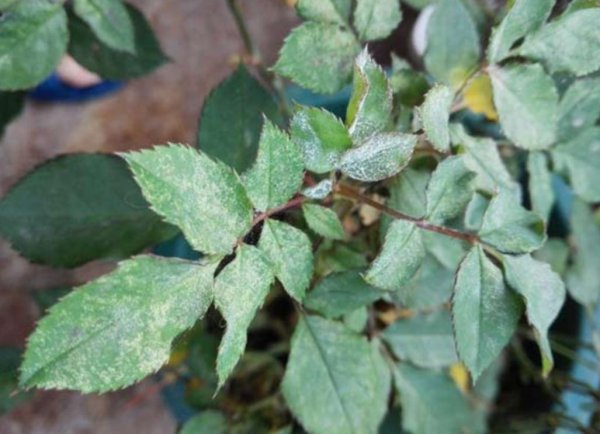 月季病虫害防治与用药方法