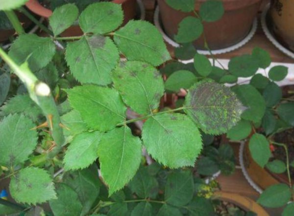 月季病虫害防治与用药方法