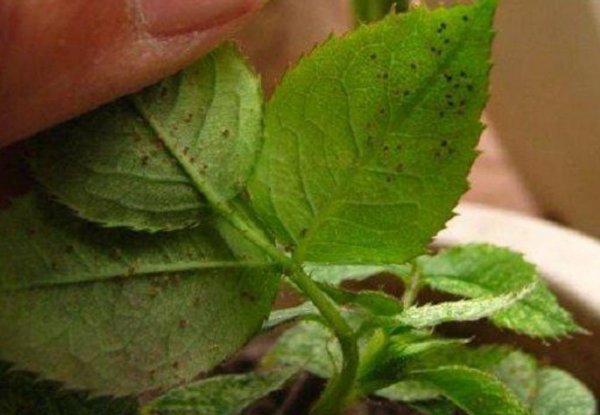 月季病虫害防治与用药方法