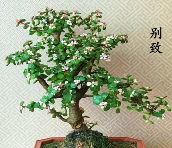 金枝玉叶盆栽怎么做造型