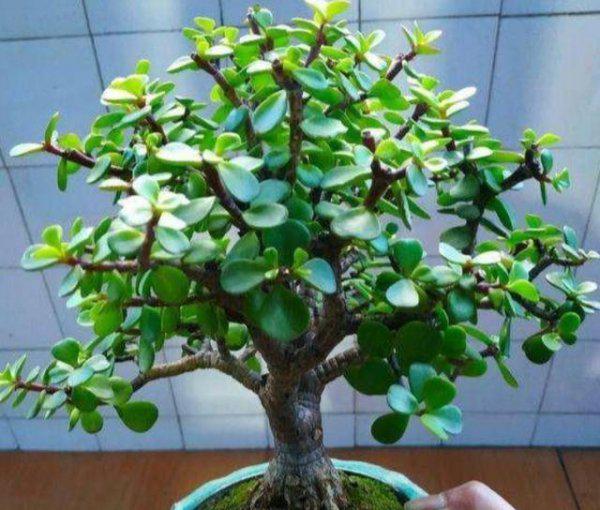 金枝玉叶盆栽怎么做造型