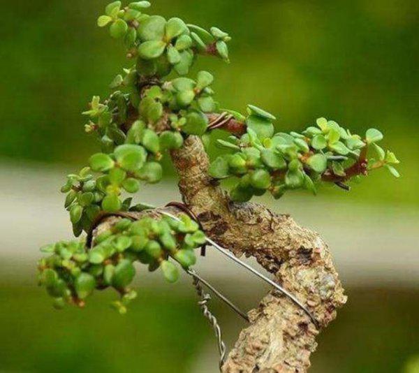 金枝玉叶盆栽怎么做造型