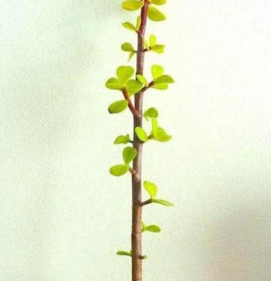 金枝玉叶盆栽怎么做造型