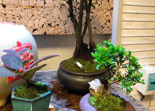 小叶赤楠耐寒吗