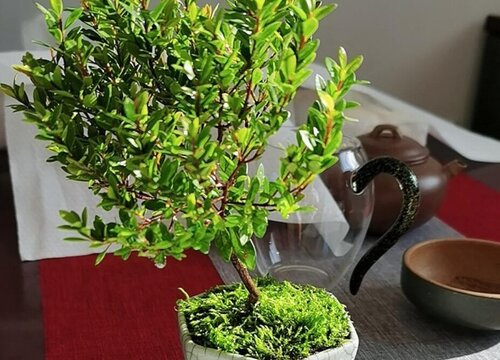 小叶赤楠耐寒吗