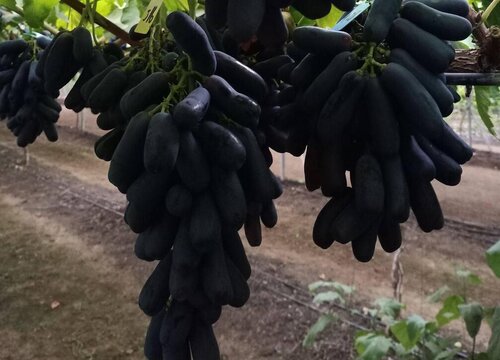 蓝宝石葡萄苗适合什么地方种植