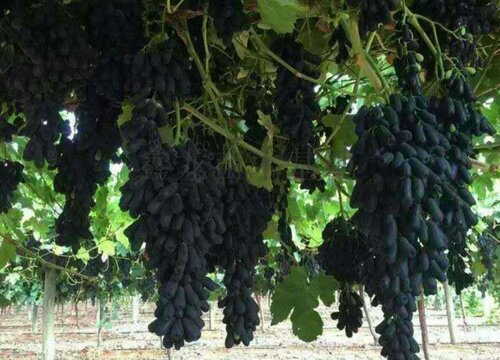 蓝宝石葡萄苗适合什么地方种植