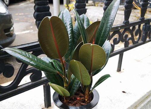 橡皮树如何修剪比较好