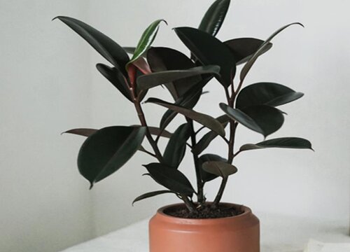 橡皮树如何修剪比较好