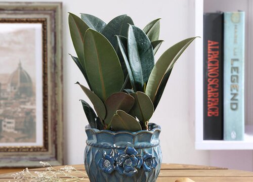 橡皮树如何修剪比较好