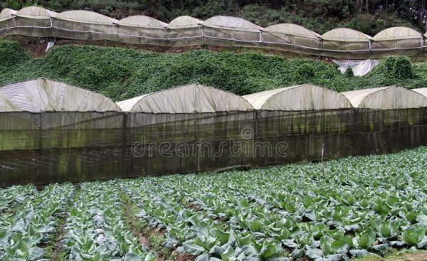 尿素属于什么肥料种类