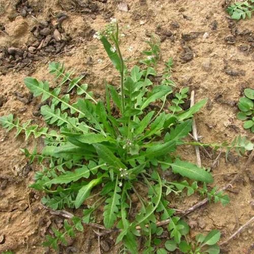 荠菜长什么样子图片