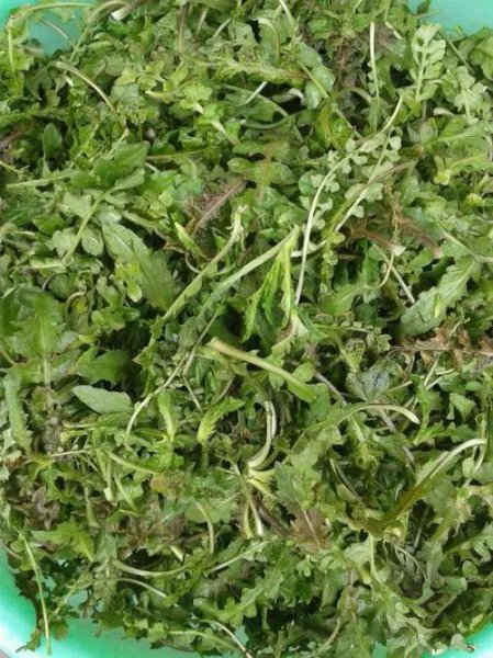 荠菜长什么样子图片