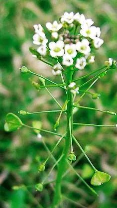 荠菜长什么样子图片