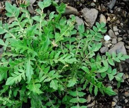 荠菜长什么样子图片