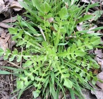 荠菜长什么样子图片