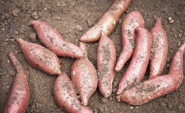 红薯什么季节收获最好