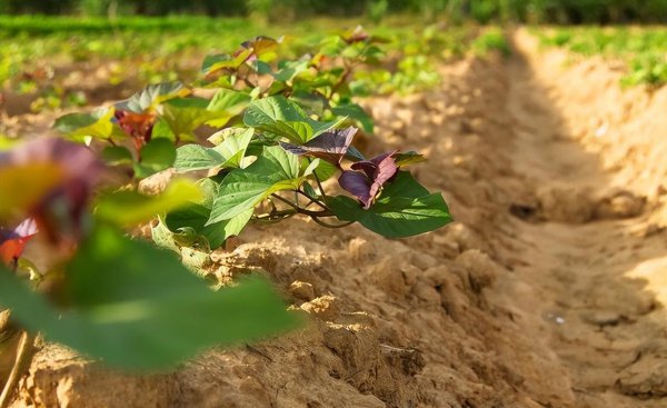 红薯什么季节收获最好