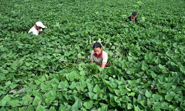 红薯什么季节收获最好
