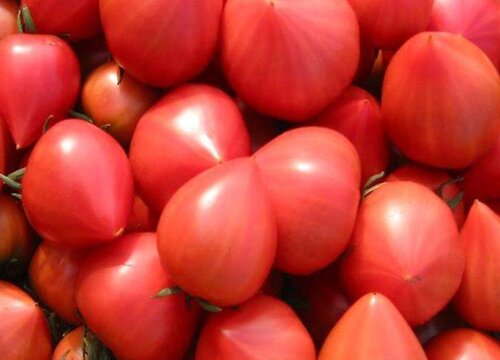 小西红柿是水果吗