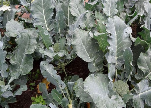 西兰花是热性还是凉性