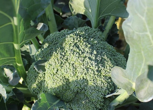 西兰花是热性还是凉性