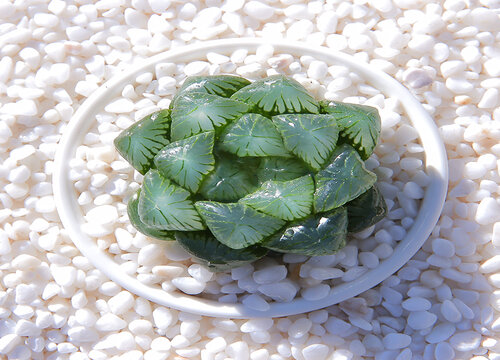 冬天应该如何养玉露