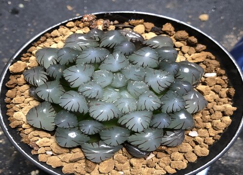 冬天应该如何养玉露