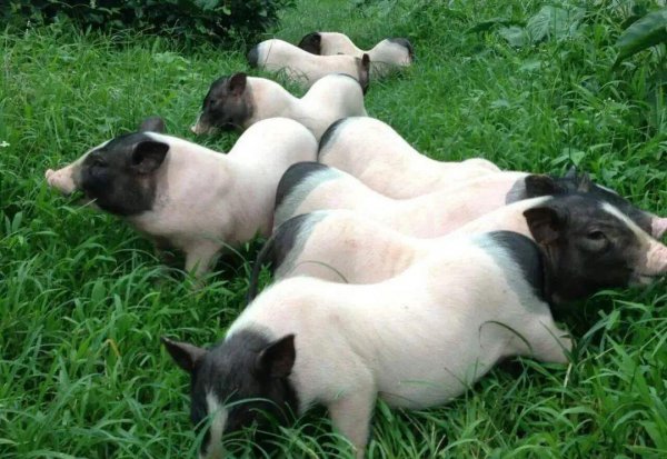 搞养殖业养什么能挣钱