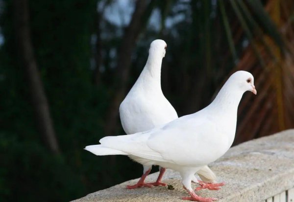 搞养殖业养什么能挣钱