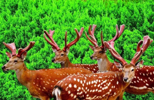 搞养殖业养什么能挣钱