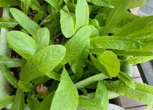 莴笋打什么药好