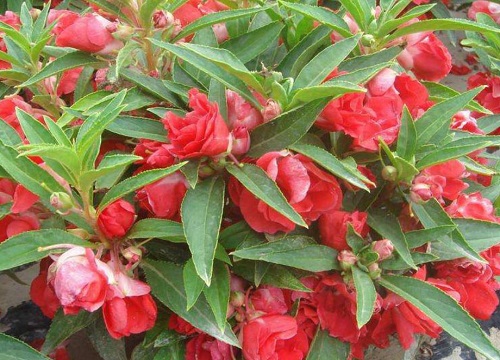 指甲花一年开几次花