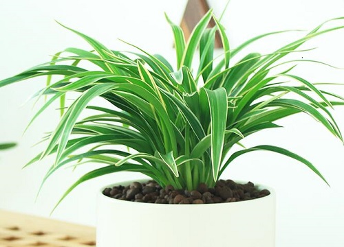 怎么把吊兰养护成瀑布